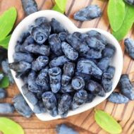 Саженец Жимолость съедобная в ассортименте